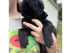 Chihuahua Puppy for sale in Lake City, FL, USA