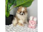 Pomeranian Puppy for sale in Indianapolis, IN, USA