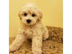 Shih-Poo Puppy for sale in Blue Bell, PA, USA
