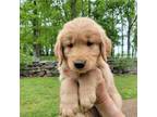 Golden Retriever Puppy for sale in Readyville, TN, USA