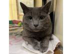Adopt Stormy a Russian Blue