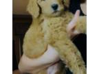 Labradoodle Puppy for sale in Rio Grande City, TX, USA