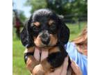 Dachshund Puppy for sale in Mansfield, MO, USA