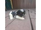 Male shih tzu