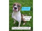 Adopt Beetle a Pit Bull Terrier