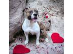 Adopt Beetle a Pit Bull Terrier