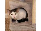 Adopt Joe Michael a Domestic Short Hair