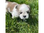 Shih Tzu Puppy for sale in Nashville, IL, USA