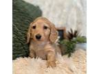 Dachshund Puppy for sale in Quitman, AR, USA