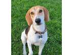 Adopt Gumbo a Beagle