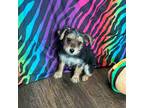 Yorkshire Terrier Puppy for sale in Nichols Hills, OK, USA