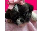 Shih Tzu Puppy for sale in Lutz, FL, USA