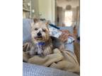 Adopt Timeless a Yorkshire Terrier