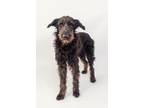 Adopt Hayes a Poodle, German Shepherd Dog