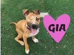 Adopt Gia a Terrier, Jack Russell Terrier