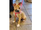 Adopt Gia a Terrier, Jack Russell Terrier
