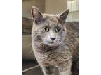 Adopt Clawsby a Domestic Short Hair