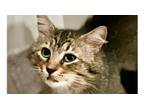 Adopt Felix - OR a Domestic Medium Hair, Tabby