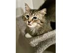 Adopt Felix - OR a Domestic Medium Hair, Tabby