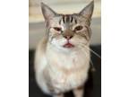 Adopt SweetFace a Siamese, Domestic Short Hair