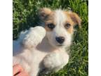 Adopt Scout a Parson Russell Terrier, Jack Russell Terrier