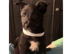 Adopt Aries a Border Collie, German Shepherd Dog