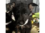 Adopt Hermes a Border Collie