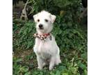 Adopt Albert a Parson Russell Terrier, Whippet