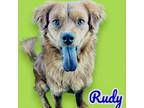 Adopt Rudy - On Hold a Nova Scotia Duck Tolling Retriever, Chow Chow