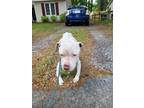 55771709 American Pit Bull Terrier Adult Female