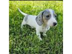 Dachshund Puppy for sale in Nashville, TN, USA