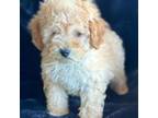 Maltipoo Puppy for sale in Harrison, AR, USA