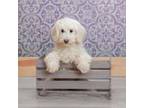 Goldendoodle Puppy for sale in Sheridan, IN, USA
