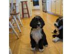 Mutt Puppy for sale in Oldtown, MD, USA