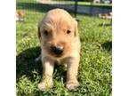 Golden Retriever Puppy for sale in Waco, TX, USA