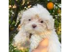 Maltipoo Puppy for sale in Rancho Cucamonga, CA, USA