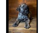 Mutt Puppy for sale in Loganville, GA, USA