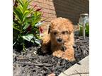 Maltipoo Puppy for sale in Hamilton, OH, USA