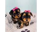 Yorkshire Terrier Puppy for sale in Naples, FL, USA