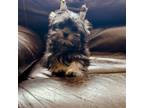 Yorkshire Terrier Puppy for sale in Cape Girardeau, MO, USA
