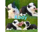 Kody