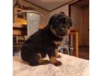 Rottweiler Puppy for sale in Portersville, PA, USA