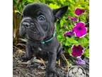 French Bulldog Puppy for sale in Forney, TX, USA
