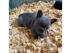 French Bulldog Puppy for sale in Palestine, TX, USA