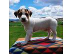 Parson Russell Terrier Puppy for sale in Montrose, CO, USA