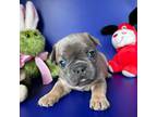 French Bulldog Puppy for sale in Rochelle Park, NJ, USA