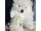 Pomeranian Puppy for sale in Rio Rico, AZ, USA