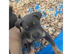 Cane Corso Puppy for sale in Winter Haven, FL, USA