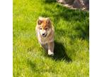 Shiba Inu Puppy for sale in Warsaw, IN, USA