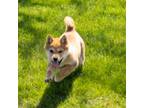 Shiba Inu Puppy for sale in Warsaw, IN, USA